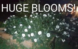 MOONFLOWER ANGEL TRUMPET 100 SEEDS~HUGE BLOOMS~EASY TO GROW 🪴 FREE SHIPPING - Picture 1 of 18