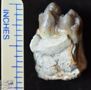 Rare Peccary Lower Tooth, Perchoerus Fossil, Oligocene, South Dakota, A285 - Picture 1 of 3
