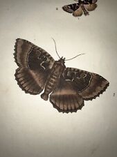 1798 DONOVAN NATURAL HISTORY BRITISH INSECTS H/C #230 Old Lady Moth