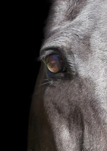 BEAUTIFUL HORSE EQUINE EYE * LARGE A3 SIZE QUALITY CANVAS PRINT - Picture 1 of 2