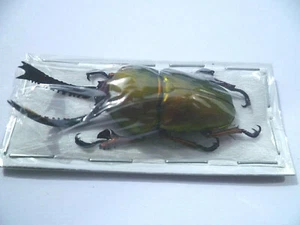 Lamprima adolphinae M, BEETLE, UNMOUNTED, SIN MONTAR A1 - Picture 1 of 3
