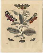 Antique Animal Print of various Butterflies