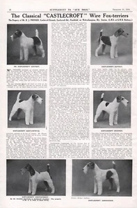 WIRE FOX TERRIER OUR DOGS 1934 CASTLECROFT KENNEL BREED ADVERT DOG PAGE b219 - Picture 1 of 1