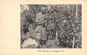 Uzbekistan - The grape harvest - Picture 1 of 2