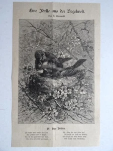 Eine Idylle aus der Vogelwelt. IV. Das Brüten. H. Giacomelli. Holzstich von 1879 - Bild 1 von 1