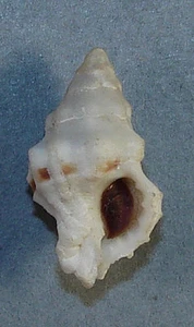 MUREX ALDRIDGEI 22,93mm BELLISSIMO ESEMPLARE RARO Joe's Anchorage, Long Is Bahamas - Foto 1 di 2