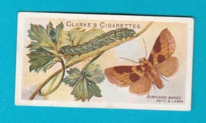MARIPOSAS Y POLILLAS - TARJETA NO. 47 - Mundial. CLARKE & SON - 1912 - Imagen 1 de 2