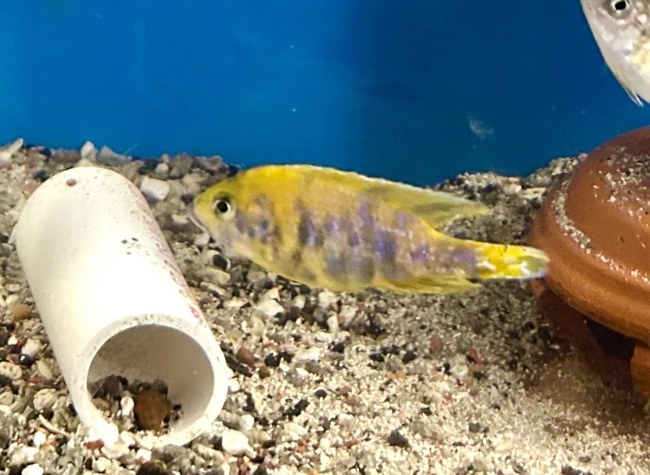 Live Fish Show Quality Breeding Pair OB Sunshine Peacock African Cichlid - Image 1 of 4