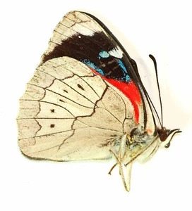 LEPIDOPTERA, NYMPHALIDAE, BIBLIDINAE, PERISAMA DORBIGNYI from PERU - Picture 1 of 1