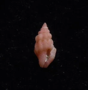 Gema Seashell Lienardia rubí 5 mm - Imagen 1 de 5