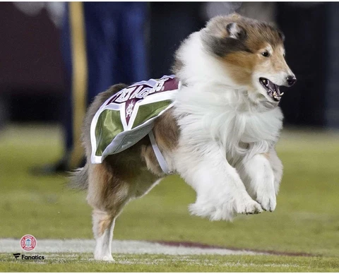 Texas A&M Aggies Unsigned Reveille Running 8" x 10" Photo - Fanatics Cover