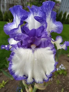 Hohe Iris CLASSIC LOOK Schwertlilie TB Bart-Iris Iris barbata Rhyzom Pflanze - Bild 1 von 14