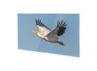Glasbilder Wandbild Druck Auf Glas Weißer Pelikan Im Flug 100X50 Cm