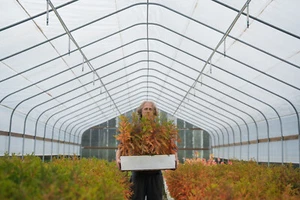 Montezuma Cypress | Lot of 30 Tree Seedlings | The Jonsteen Company - Picture 1 of 13