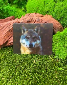 Wolfkopf Wolf Wildhund 9x7cm 3D Kühlschrankmagnet Magnet Karte Bild - Picture 1 of 2