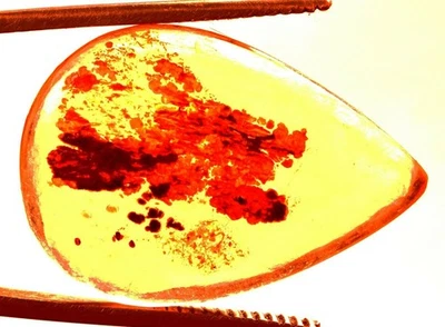 16.25 Cts. Natural Genuine Old Baltic Amber Untreated Certified Gemstone - Image 1 of 4