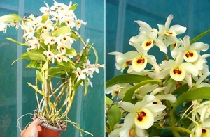 Dendrobium Lemon Blush, orchidée, Orchid, - Imagen 1 de 1