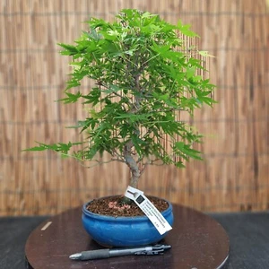 Bonsai di Acero Yamamomiji h 35cm Visita il mio negozio! - Foto 1 di 7