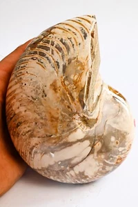 Nautile entière et polie 140mm  fossile collection - Picture 1 of 6