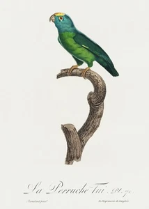 Plate No. 70 Tui parakeet History of Parrots by Francois Levaillant Repro - Picture 1 of 2