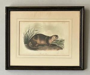 Audubon Quadrupeds Octavo Bowen 1849 Hand-Color Lithograph Pl 122 Canada Otter - Picture 1 of 8