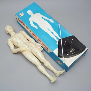 China Acupuncture Model Rubber in OVP Good Health Brand 1.AIO - Picture 1 of 4