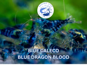 ShrimpLive 10 BLUE CALCEO/ BLUE DRAGON BLOOD Freshwater Shrimps. Live Guarantee - Picture 1 of 3