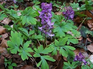 Holewort - Raíz Hueca - Corydalis cava - Más de 100 semillas - Semillas - Semillas E 185 - Imagen 1 de 1