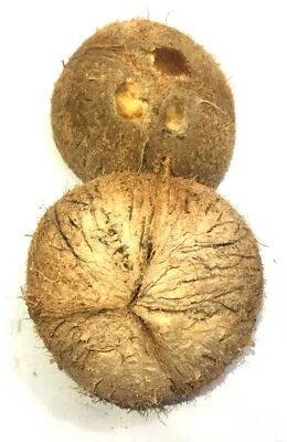 Cáscara de coco natural (paquete de estuche 2) mitades natural 1/2 cáscara envío gratuito Foto 1 de 2