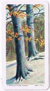 Brooke Bond Red Rose Tea Card #27 Beech Trees Of North America - Picture 1 of 2