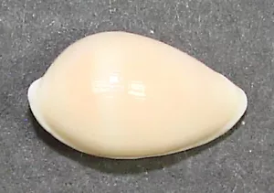 PRIONOVOLVA BREVIS 15.44mm BEAUTIFUL SPECIMEN Shoal Point, No. Qld., Australia - Picture 1 of 2