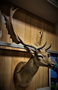 OUTSTANDING SHOULDER MOUNT OF FALLOW DEER BUCK - Picture 1 of 1