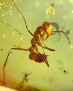 Fósil birmano Burmita Cretácico ámbar raro hormiga insecto fósil ámbar Myanmar - Imagen 1 de 6