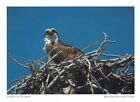 Osprey At Biscayne National Park Florida Postcard
