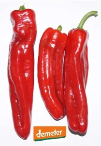 10 PAPRIKA SAMEN ROT GROSSER ROTER DEMETER BIO SPITZPAPRIKA UNGARISCHER SCHARF ! - Bild 1 von 4
