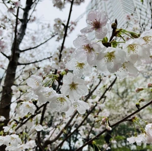 Digital Image Picture Photo Wallpaper Background Natural follower Sakura Japan - Picture 1 of 1