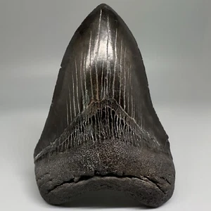 Dente di squalo MEGALODON fossile dentellato nero simmetrico 4,81" - USA - dente freddo - Foto 1 di 8