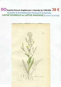 XVIII/XIX ème - LAITUE SCARIOLE (Lactuca Scariola) Superbe Gravure de 1795/1839 - Bild 1 von 2