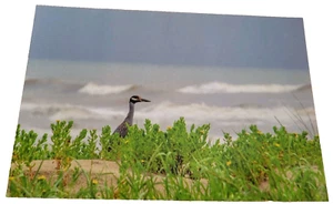 Postal Galveston Island State Park Texas Corona Amarilla Noche Garza Dunas - Imagen 1 de 2