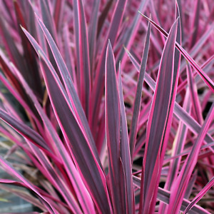 cordyline australis 9cm cabbage herbaceous shrub shrubs