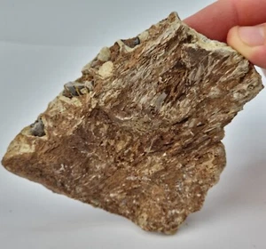 Xiphactinus Fish Jaw Fossil with Teeth - Niobrara Chalk Fm. - KS - Cretaceous - Picture 1 of 11