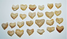 SQUALICORAX Dinosaur Tooth Fossil 1/2 inch lot of 25 #14052 4o