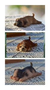 Clearance-3 Pcs Set Fridge Magnet Pug Bulldog Piggy Home Decor Indoor/Outdoor - Picture 1 of 13