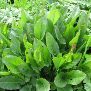 70 SAMEN RUMEX ACETOSA "Essig" - Bild 1 von 2