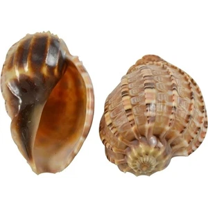 4 Harpa Major Seashells 3-4" (Juego de 4) - Imagen 1 de 1