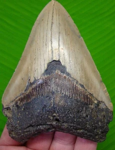 4.72 ”  MEGALODON Shark TOOTH Real Fossil Sharks Teeth -  No Restoration - Picture 1 of 3