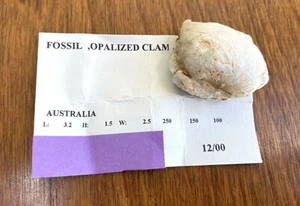 Natural Opalized Shell Australia - Picture 1 of 15