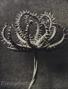 1942 Original KARL BLOSSFELDT Botanical Plant Flower Germany Photo Gravure Art - Picture 1 of 1