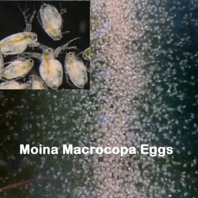 20k Moina Macrocopa eggs High protein  Food For Betta Killifish Guppy Fish tank - Image 1 of 4