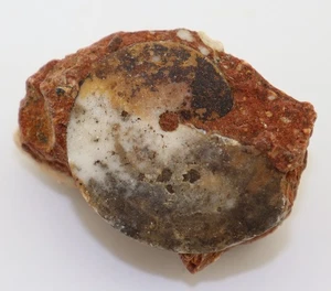 Ammonit, Lanceolites compactus, Trias, Smithian, Lidak, Timor, Indonesien-L741 - Picture 1 of 4